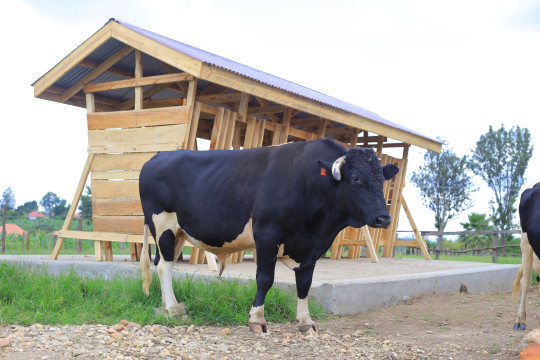 Animals at Rwentanga